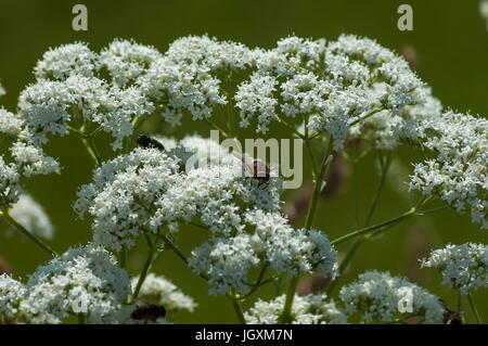 Fly insect on a wild white mountain flower,  Central Balkan mountain, Stara Planina, Bulgaria Stock Photo