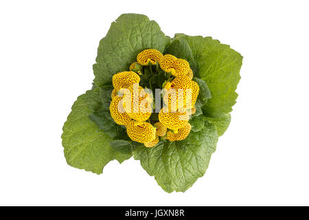 Calceolaria Stock Photos, Royalty Free Calceolaria Images | Depositphotos