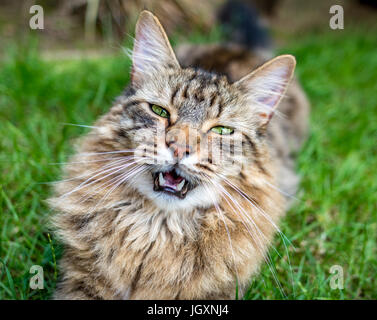 Long Haired Tabby Cat Laying On A Grass Lawn With Mouth Open. Stock Photo