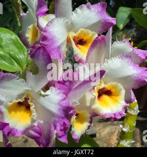 Purple and white petals provide contrast from red and yellow centers of these blooming orchids. Stock Photo
