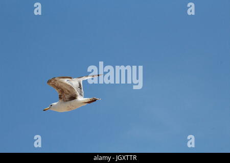 Seagull flying in blue sky Stock Photo