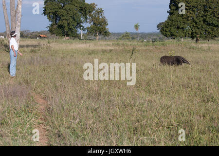 Animal, Anteater, Pantanal, Mato Grosso do Sul, Brazil Stock Photo