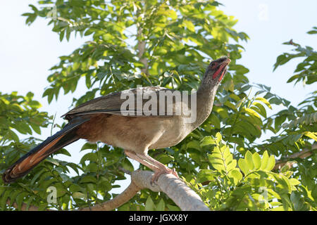 Bird, Aracuã-pity-swampland, Pantanal, Mato Grosso do Sul, Brazil Stock Photo