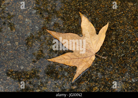 One tan colored sycamore leaf fallen onto a dark puddle, floating on the surface that reflects the sky above; tranquil, simple, copy space, closeup. Stock Photo