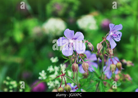 Blue Geranium pratense flower. Geranium pratense known as the meadow crane's-bill or meadow geranium Stock Photo
