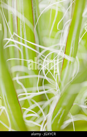 Yucca plant leaves showing fiber (natural yucca fiber, plant fiber, plant fibre) Stock Photo