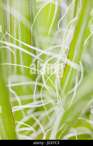 Yucca plant leaves showing fiber (natural yucca fiber, plant fiber, plant fibre) Stock Photo