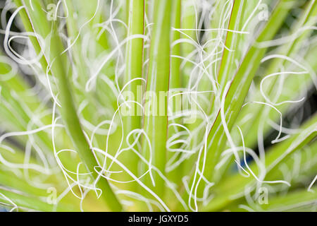 Yucca plant leaves showing fiber (natural yucca fiber, plant fiber, plant fibre) Stock Photo