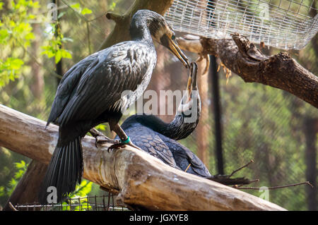 A family of cormorants building a nest on a tree Stock Photo