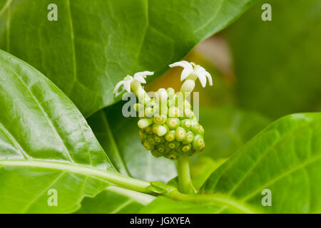 Noni fruit with flowers on tree (Morinda citrifolia) aka great morinda, Indian mulberry, noni, beach mulberry, cheese fruit Stock Photo