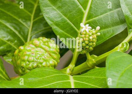 Noni fruit with flowers on tree (Morinda citrifolia) aka great morinda, Indian mulberry, noni, beach mulberry, cheese fruit Stock Photo