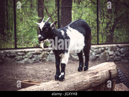 Black goat with white spots standing on a wooden stump at the zoo. Stock Photo
