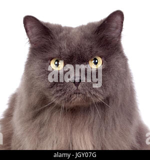 Adorable Grey Persian cat isolated on white background Stock Photo