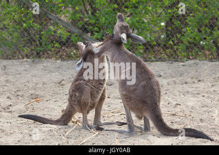 Mainland Western grey kangaroo (Macropus fuliginosus melanops), also known as the black-faced kangaroo. Stock Photo