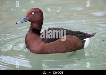 Ferruginous duck (Aythya nyroca), also known as the ferruginous pochard. Stock Photo