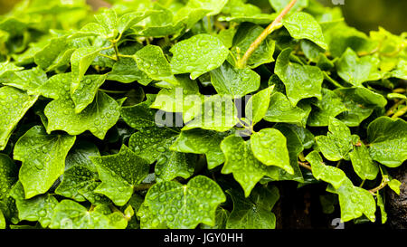 Wet Ivy leaves, rain drops on ivy Stock Photo - Alamy