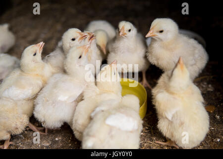 small group of newborn chickens drinking water Stock Photo