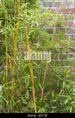 Yellow Stem Bamboo growing against a old brick wall Stock Photo