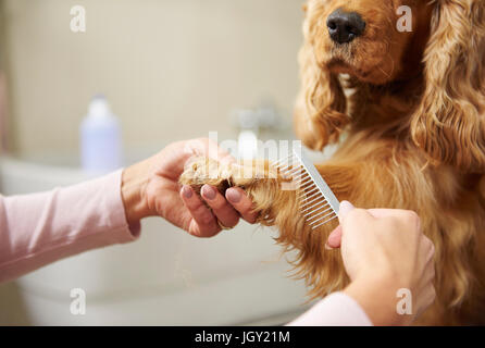 Hands of female groomer combing cocker spaniel's paw at dog grooming salon Stock Photo