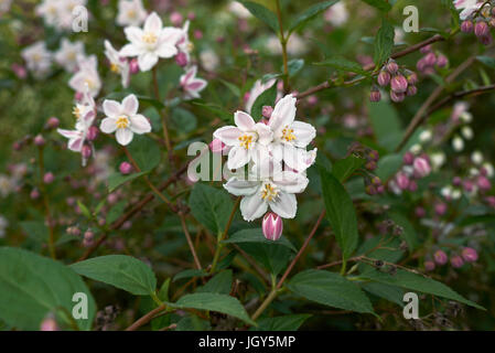 Summer Panicles Of The Pale Pink And White Flowered Evergreen Hedging Shrub Escallonia Apple Blossom On A White Background Stock Photo Alamy