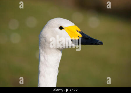 Bewick's swan side profile at London Wetland Centre Stock Photo