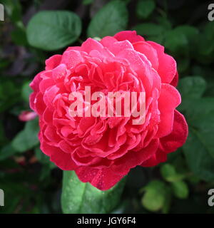 Sophy Rose Auslot English Old Rose Hybrid Stock Photo