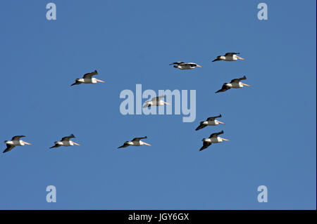 A small flock of Australian Pelicans (Pelecanus conspicillatus) in flight in Perth in Western Australia Stock Photo