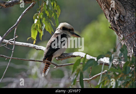 A Laughing Kookaburra (Dacelo novaeguineae) in a wooded area close to Perth in Western Australia Stock Photo