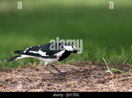 A male Magpie-Lark (Grallina cyanoleuca) perched on an area of dry ground in Perth in Western Australia Stock Photo