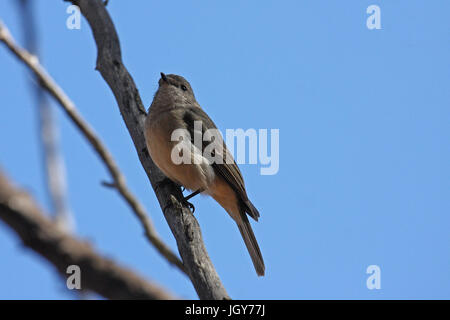 A juvenile male Rufous Whistler (Pachycephala rufiventris) in Dryandra ...