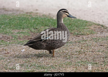 A male Pacific Black Duck (Anas superciliosa) in a park in Perth in Western Australia Stock Photo