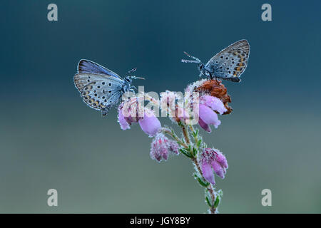 Two Silver-studded blue butterflies on Cross-leaved Heath flowers, covered in morning dew Stock Photo