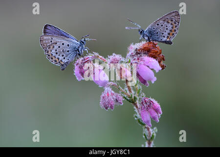 Two Silver-studded blue butterflies on Cross-leaved Heath flowers, covered in morning dew Stock Photo