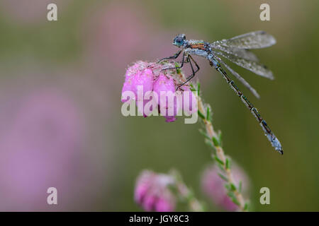 Emerald Damselfly or Common Spreadwing on flower of Cross-leaved Heath covered in morning dew, Stock Photo