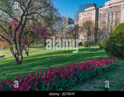 Spring Cherry Blossoms in Boston, Massachusetts, USA Stock Photo - Alamy