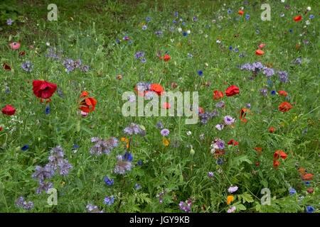 English wild flower garden Stock Photo