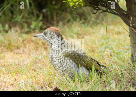 Green woodpecker, Picus viridis. juvenile, Sussex, June Stock Photo