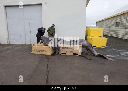Greenland Shark (Somniosus microcephalus) Stock Photo