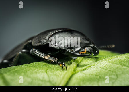 Young stag beetle (Lucanus cervus) on green leaf Stock Photo