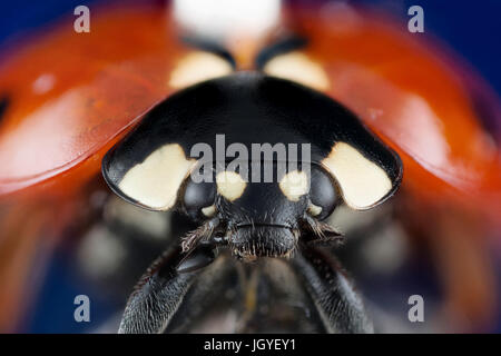 Head of Beautiful ladybug on blue background macro photo Stock Photo
