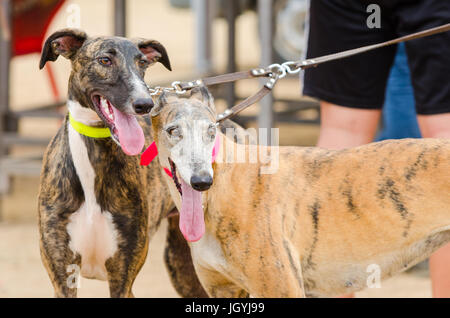 Portrait of two beautiful greygounds Stock Photo