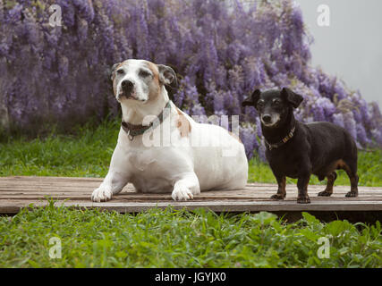 A tiny mini black dachshund dog stands on a wooden board with his best friend a white american staffordshire terrier, also known as a pit bull.  There Stock Photo