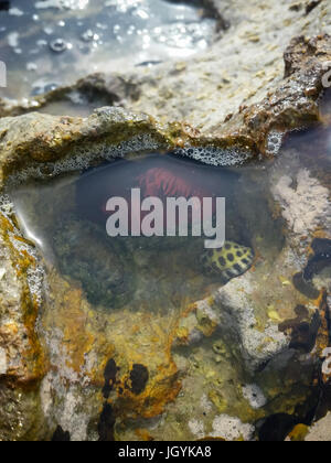 Bright red Waratah Sea anemones (Actinia tenebrosa) in a rock pool on Fraser Island, Queensland, Australia. Stock Photo