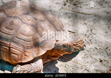 turtle rests on the beach Stock Photo