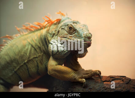 Iguana profile; large green iguana in a natural setting against Stock Photo