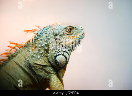 Iguana profile; large green iguana in a natural setting against Stock Photo