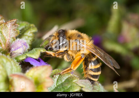 Yellow-legged Mining-bee (Andrena flavipes) feeding on Ground Ivy (Glechoma hederacea) flowers. Near Seaford, Sussex, England. March. Stock Photo