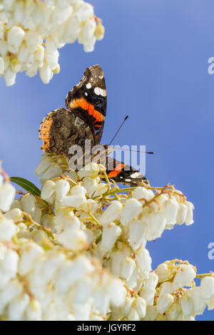 Red Admiral butterfly (Vanessa atalanta) adult basking on Pieris japonica flowers in a garden. Powys, Wales. March.