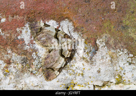 The Streamer (Anticlea derivata) adult moth resting on an old wall. Powys, Wales. April. Stock Photo