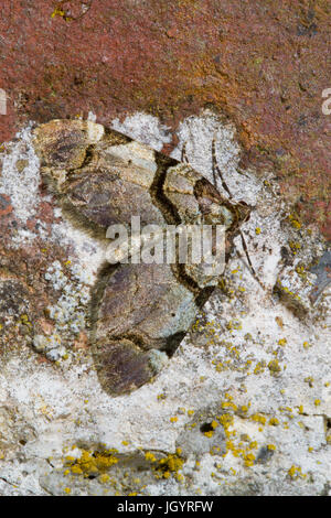 The Streamer (Anticlea derivata) adult moth resting on an old wall. Powys, Wales. April. Stock Photo